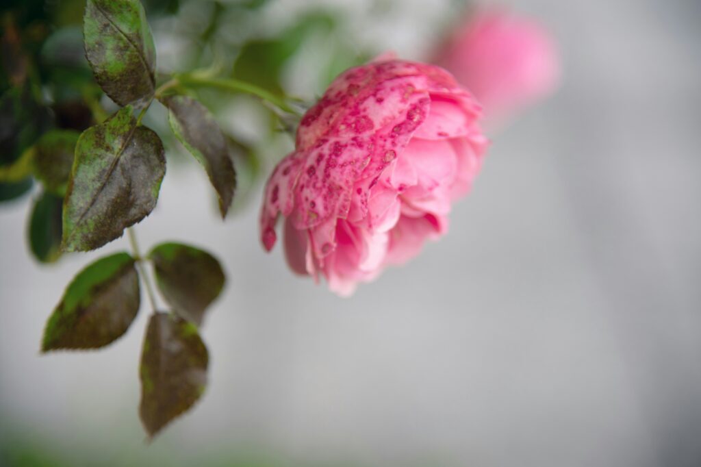 monika stock ywnys0xcnni unsplash
