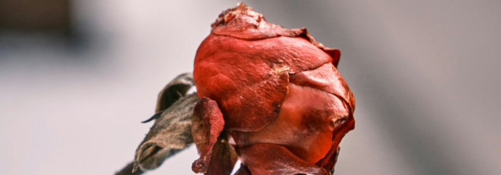 Trauerreden marcus ganahl rose